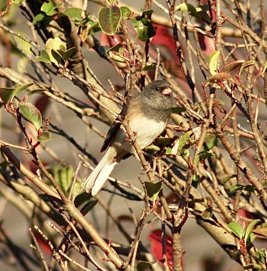 Dark-eyed Junco - Jason Steed