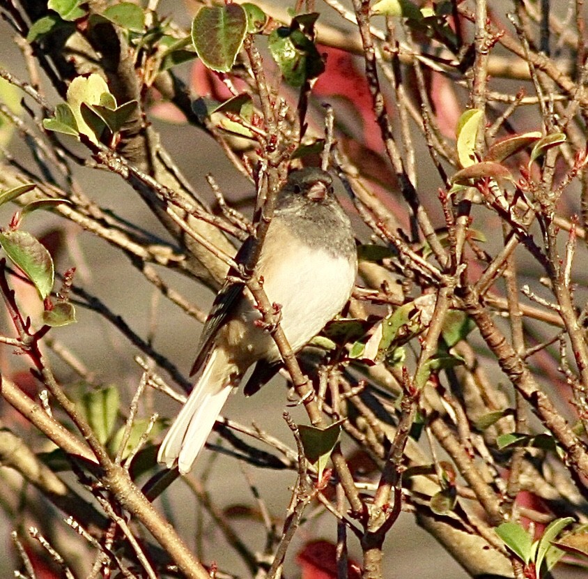 Dark-eyed Junco - ML392932581