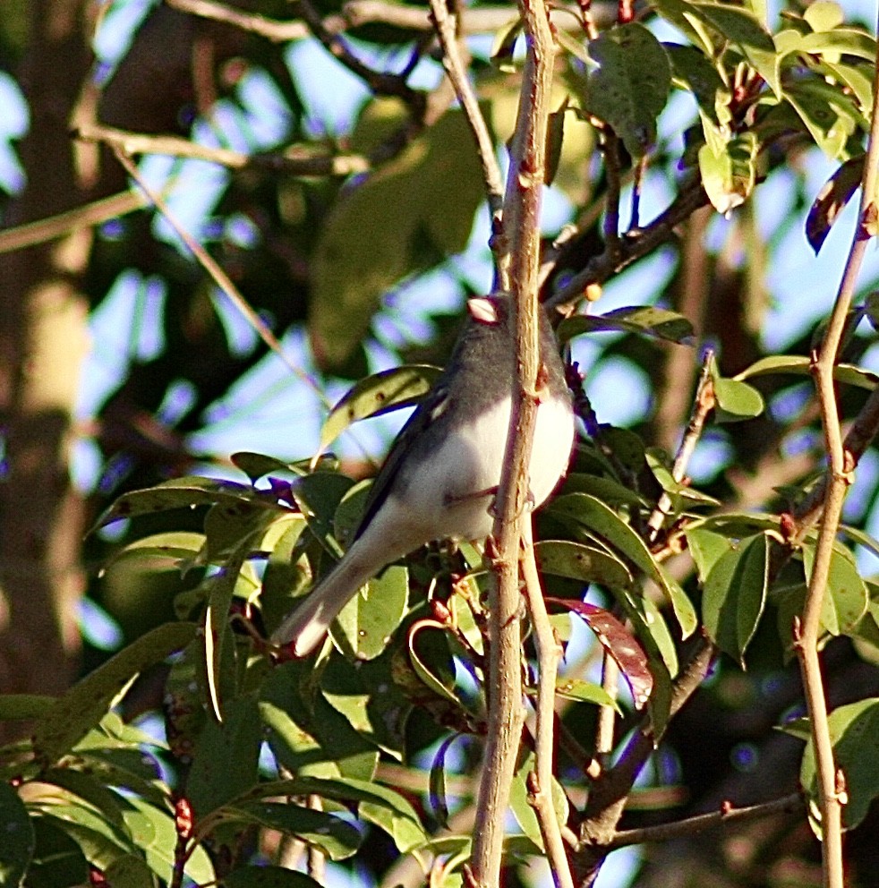 Dark-eyed Junco - ML392932591