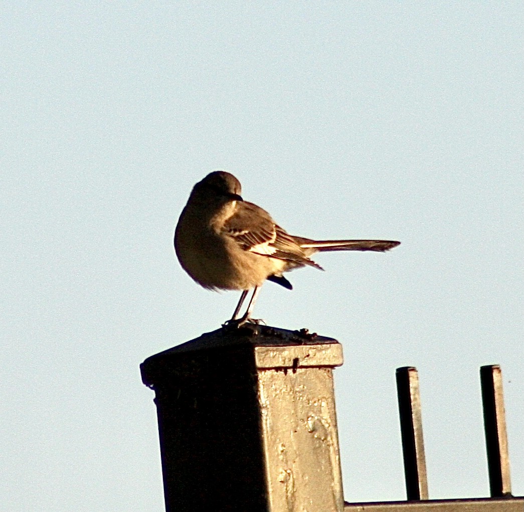 Northern Mockingbird - ML392932601