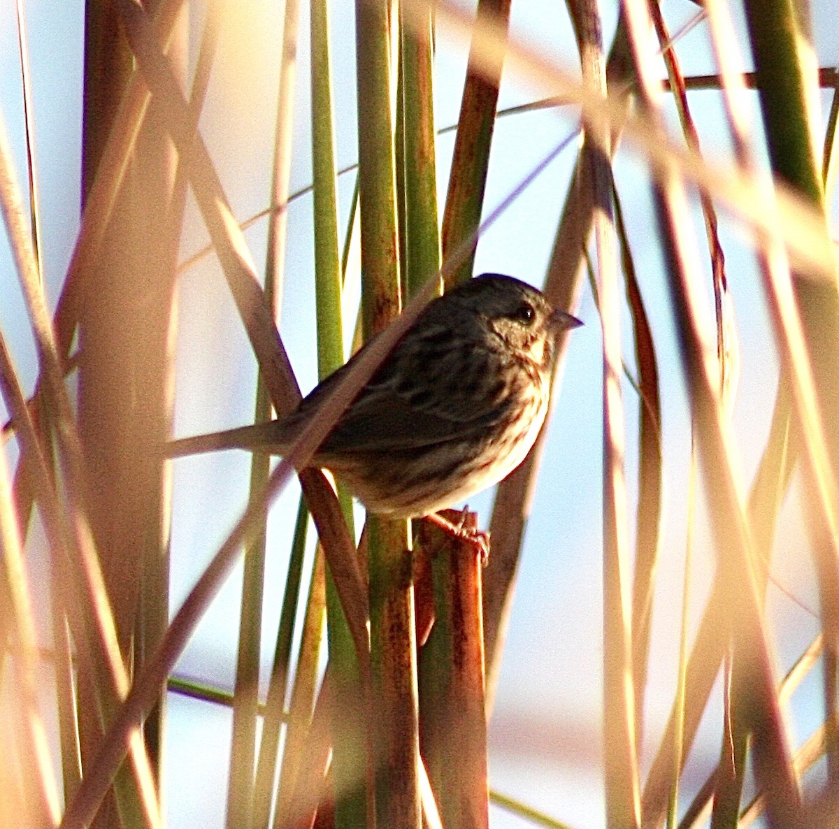 Song Sparrow - ML392932641