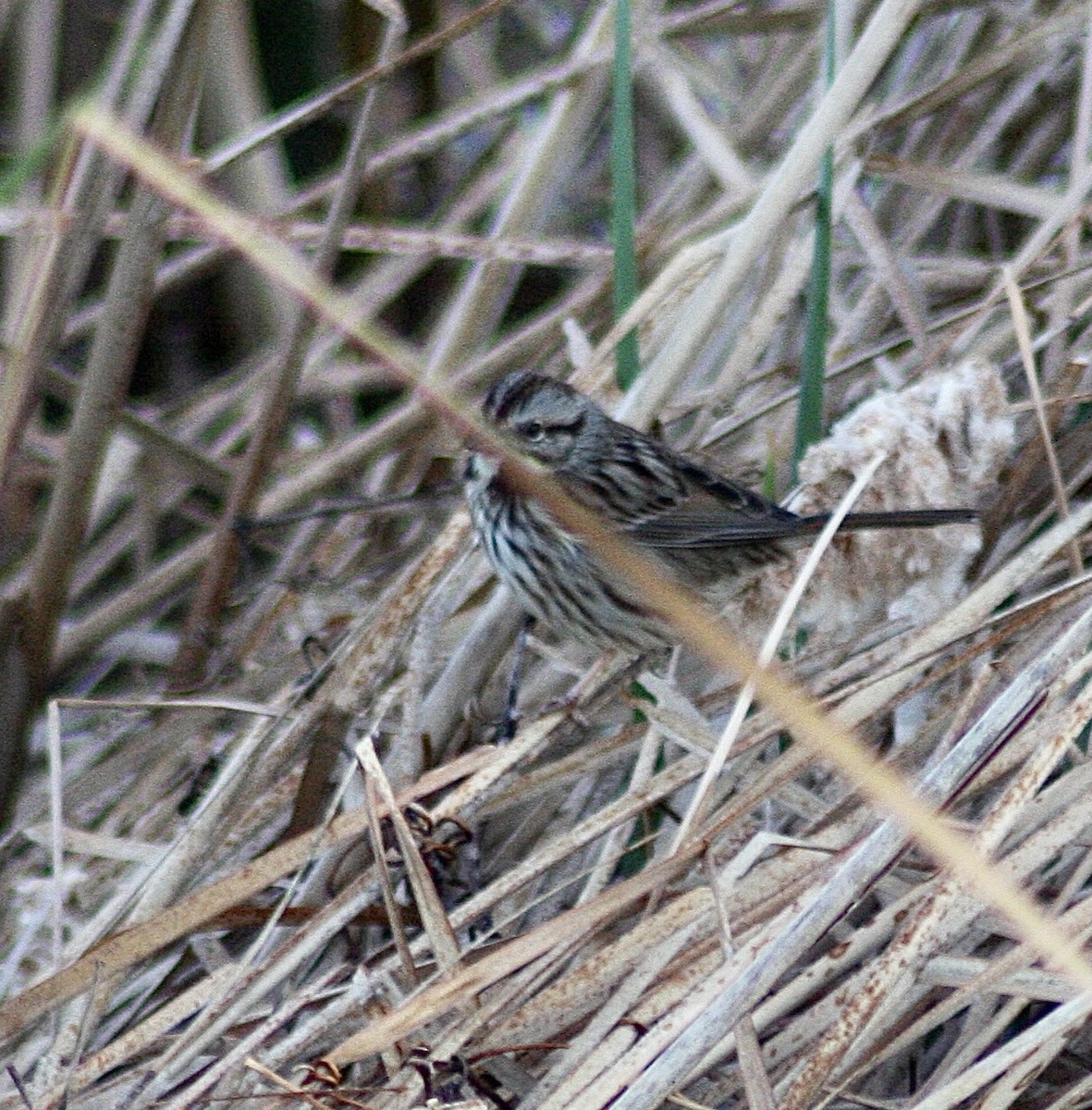 Song Sparrow - ML392932651