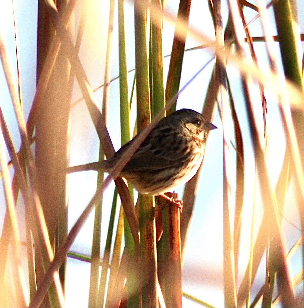 Song Sparrow - ML392932661