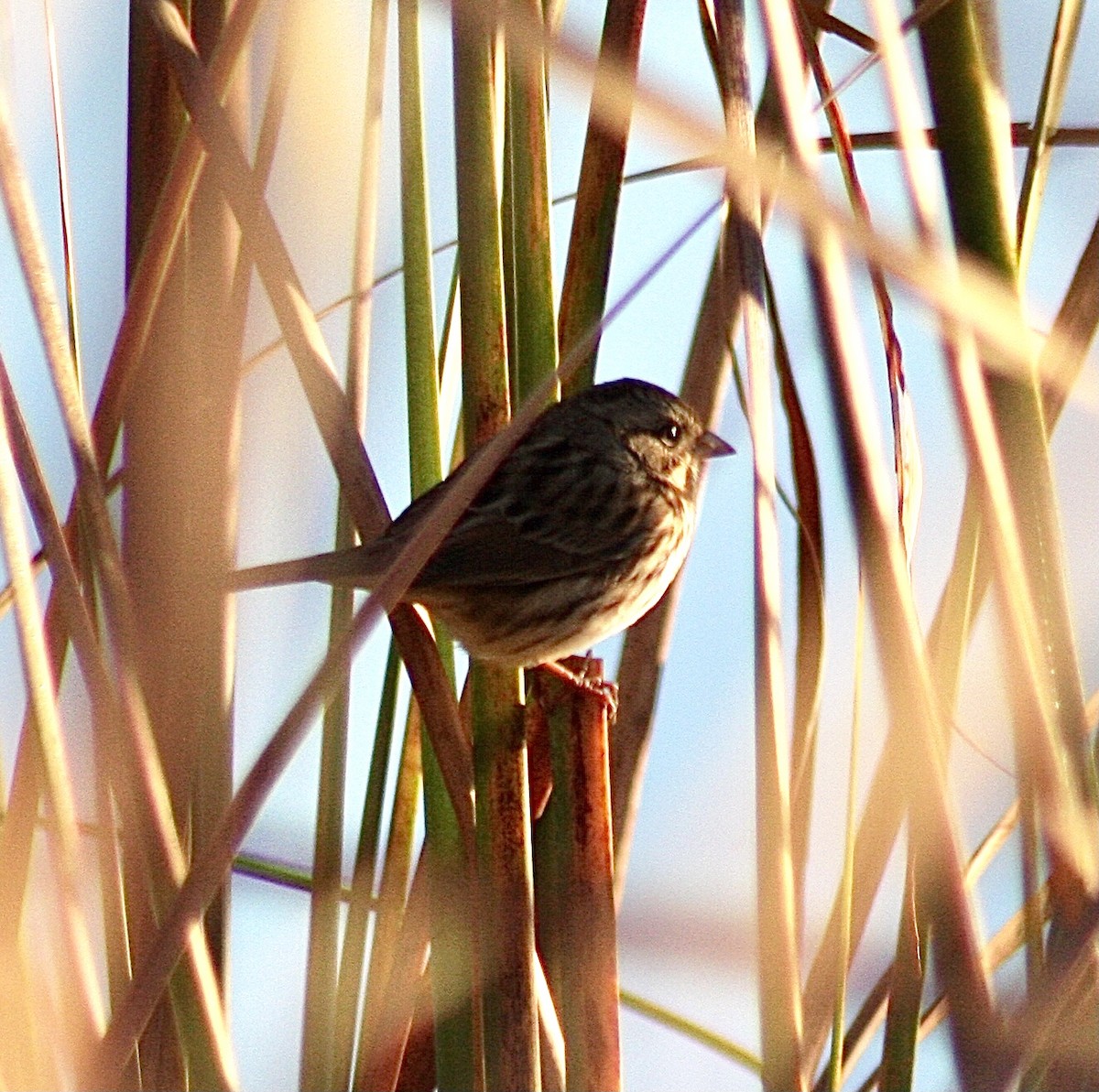 Song Sparrow - ML392932671