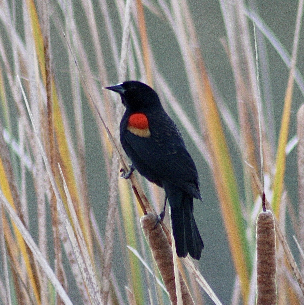 Red-winged Blackbird - ML392932701