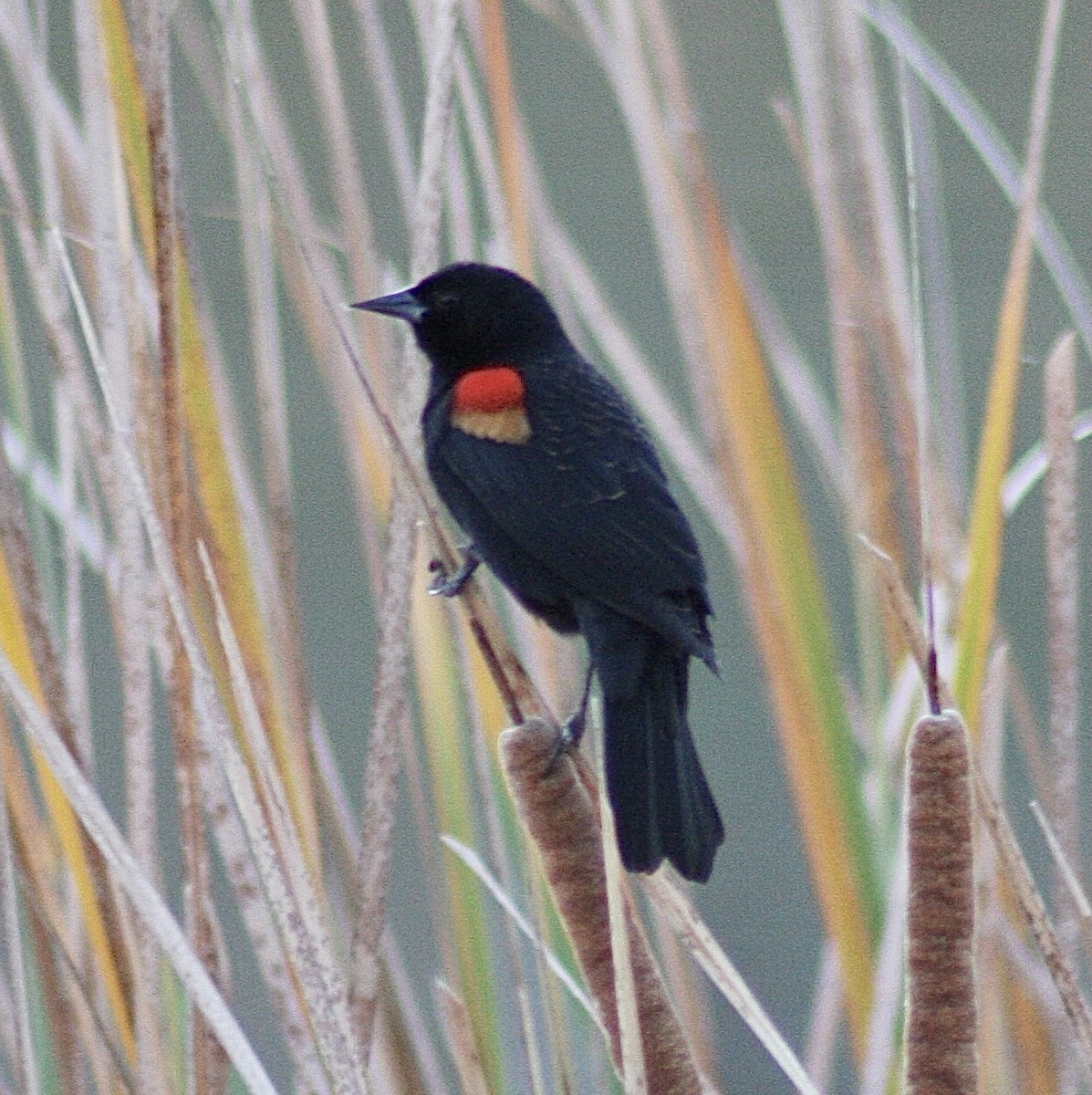 Red-winged Blackbird - ML392932711