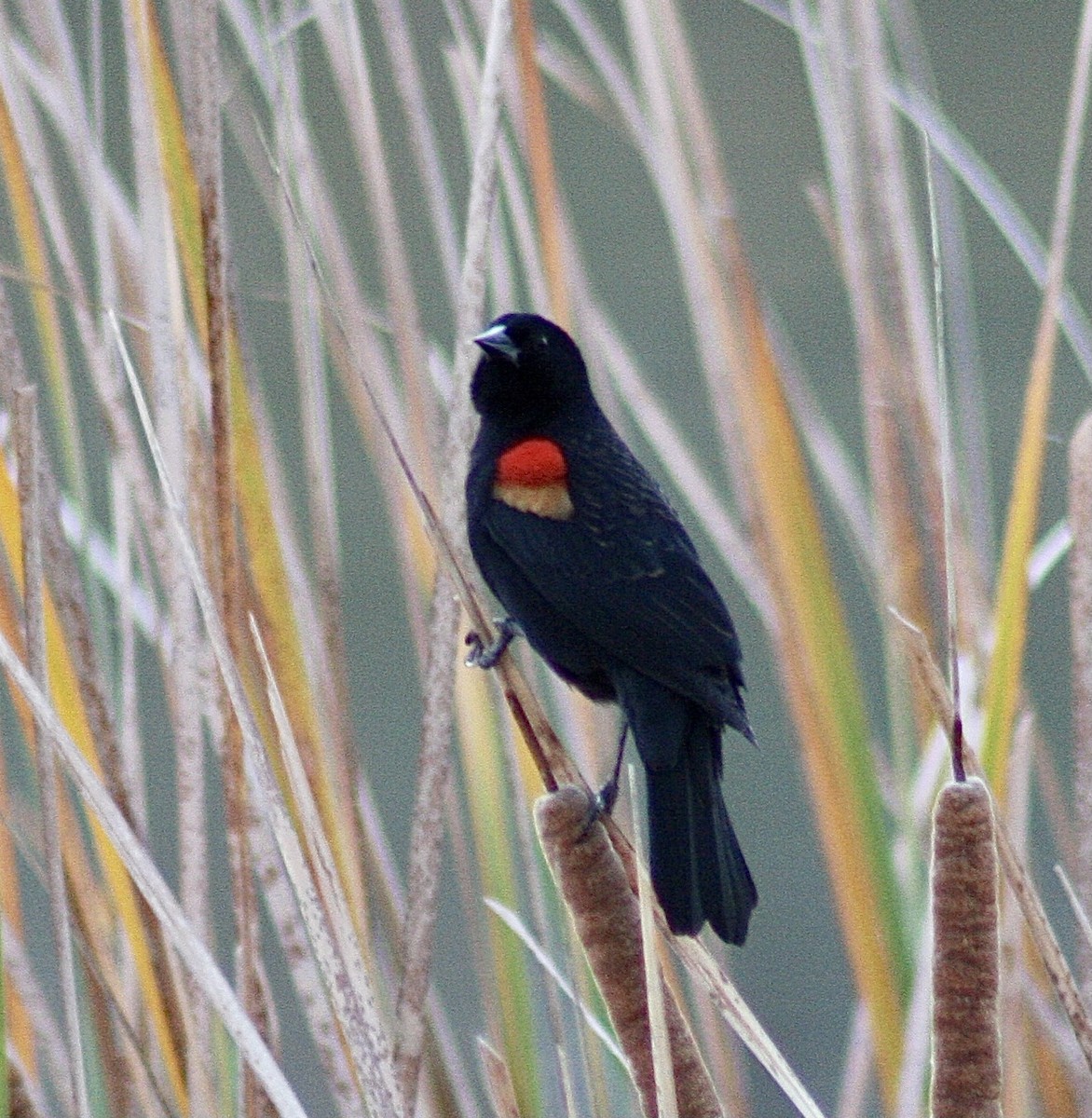 Red-winged Blackbird - ML392932721