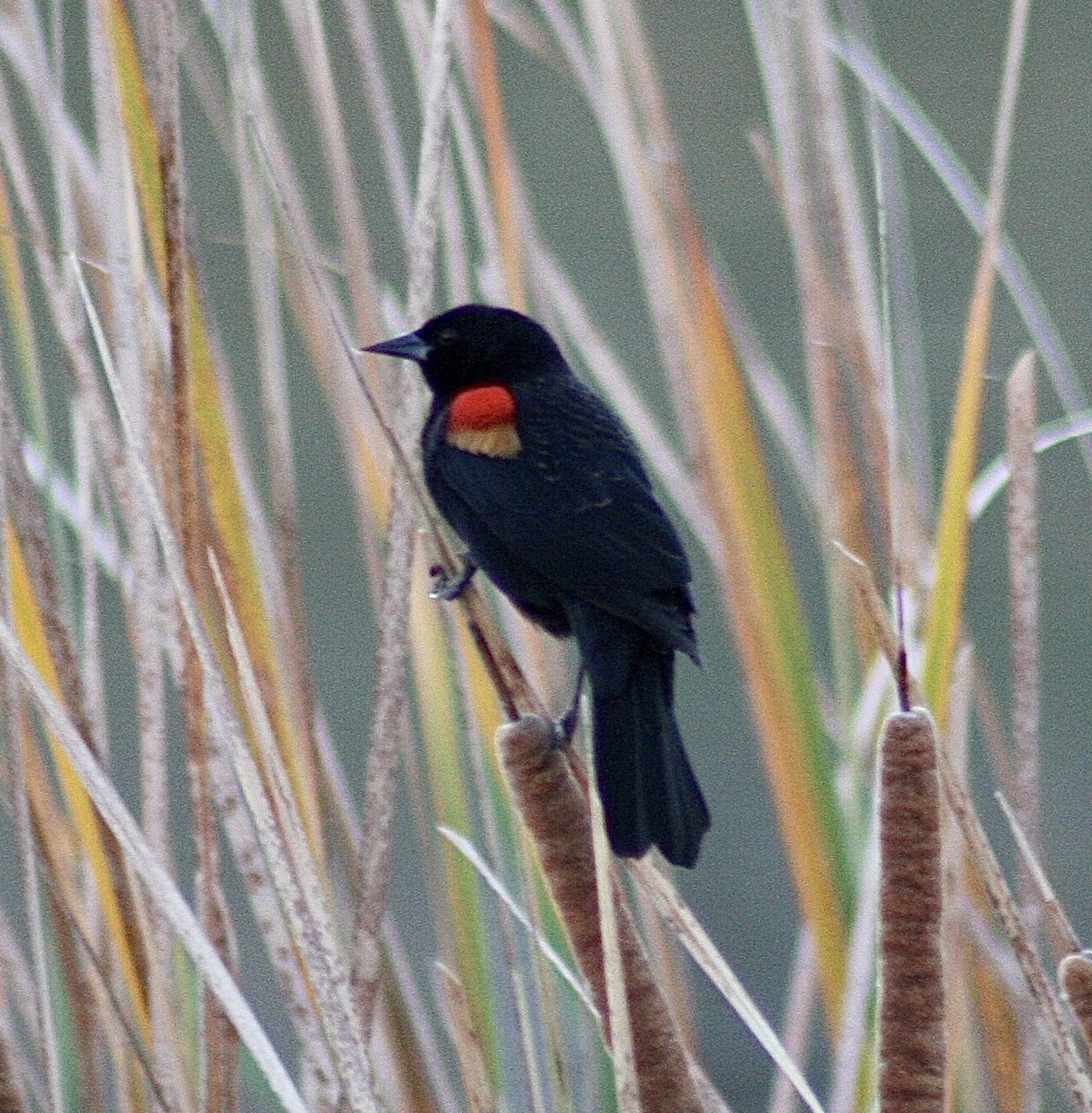 Red-winged Blackbird - ML392932731