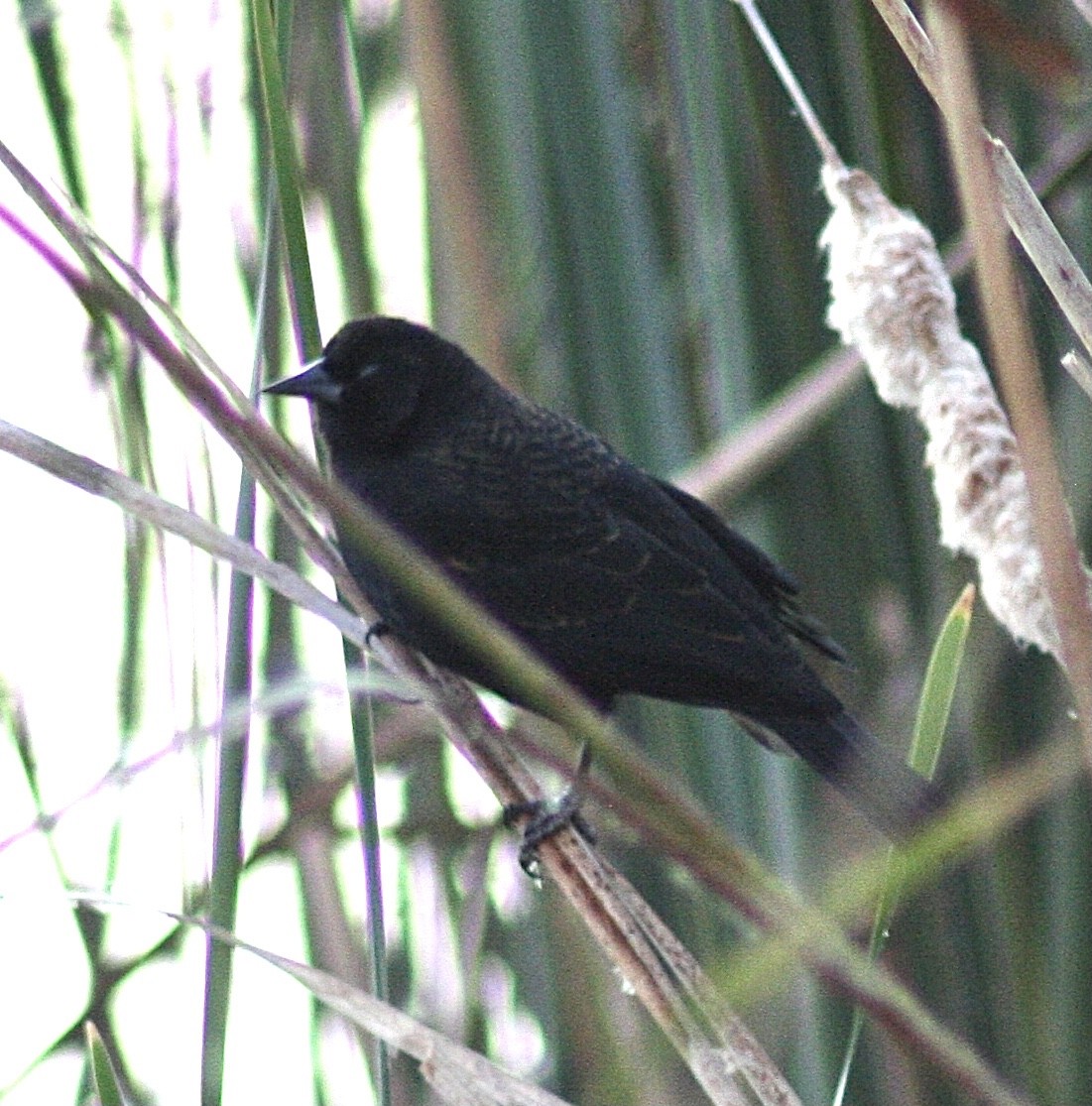 Red-winged Blackbird - ML392932741