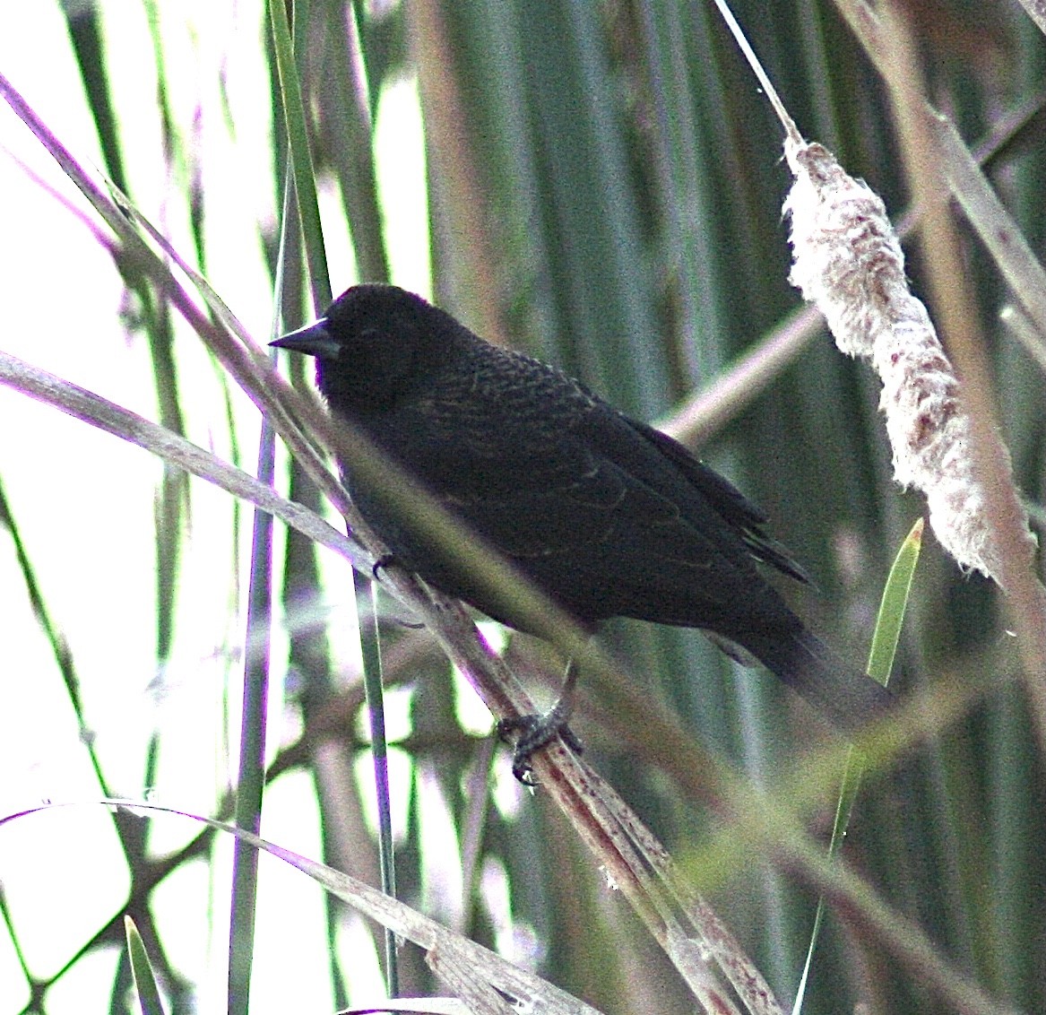 Red-winged Blackbird - ML392932771