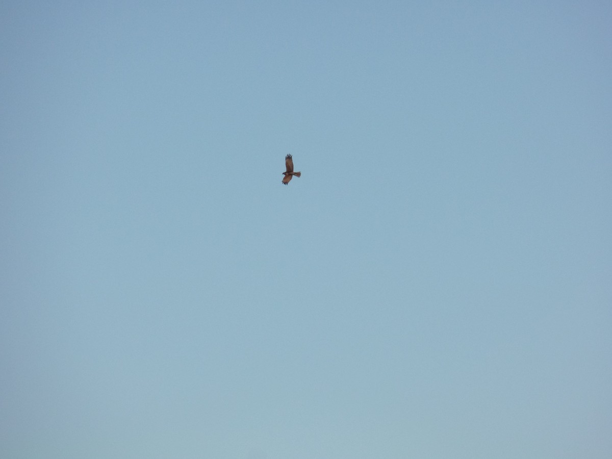 Western Marsh Harrier - ML392934281