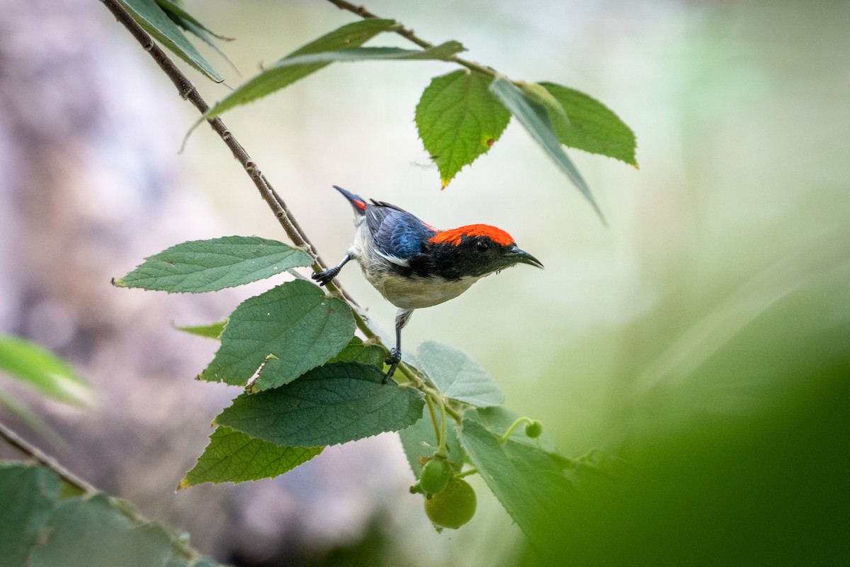 Scarlet-backed Flowerpecker - Sam Hambly