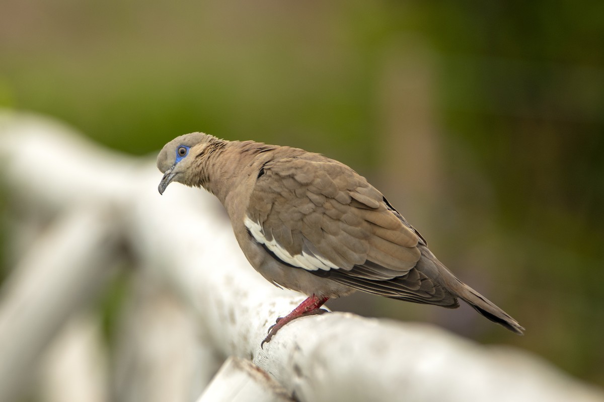 West Peruvian Dove - ML392936251