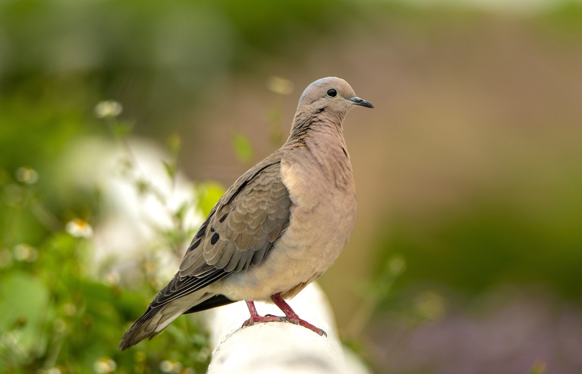 Eared Dove - ML392936271