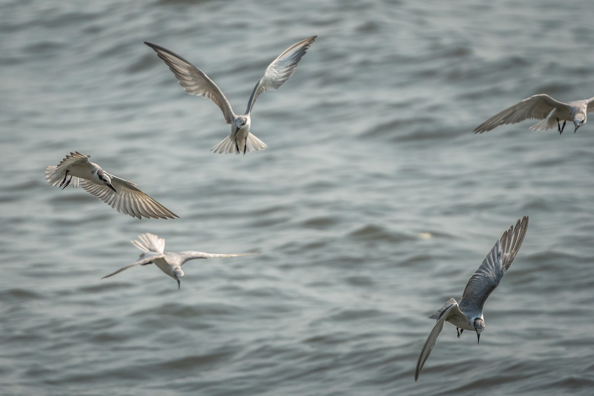 Whiskered Tern - Sam Hambly