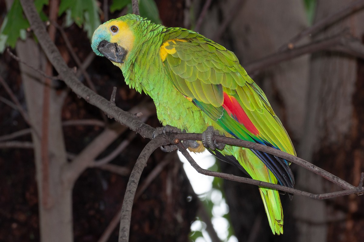 Turquoise-fronted Parrot - ML392938221