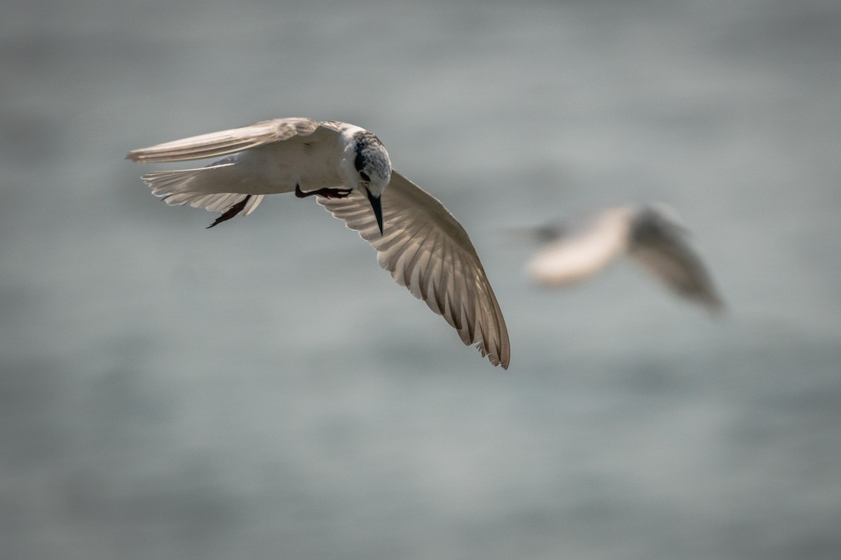 Whiskered Tern - Sam Hambly
