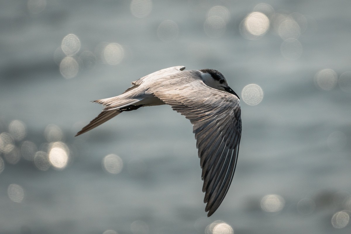 Whiskered Tern - Sam Hambly