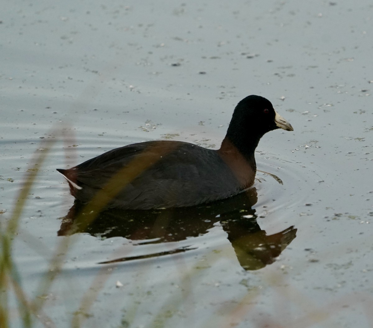 American Coot - ML392939911