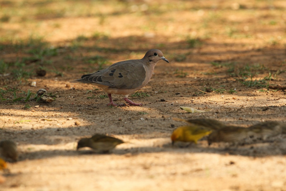 Eared Dove - ML392939931