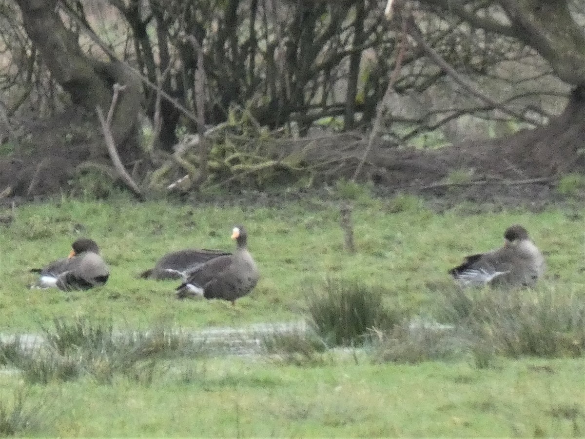 Greater White-fronted Goose - Mike Tuer