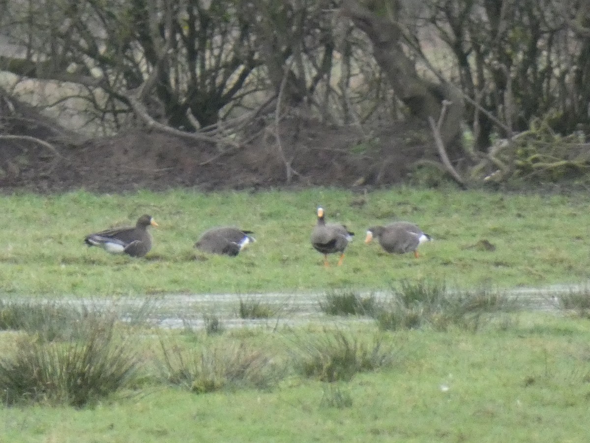 Greater White-fronted Goose - Mike Tuer