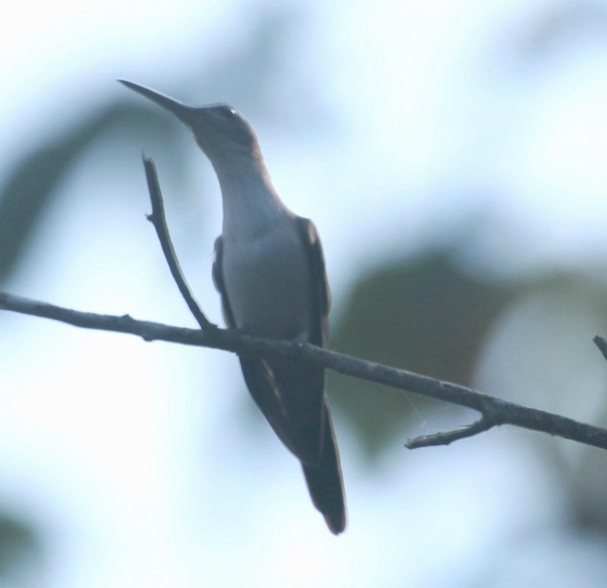 Wedge-tailed Sabrewing (Long-tailed) - Cornelio Ramos