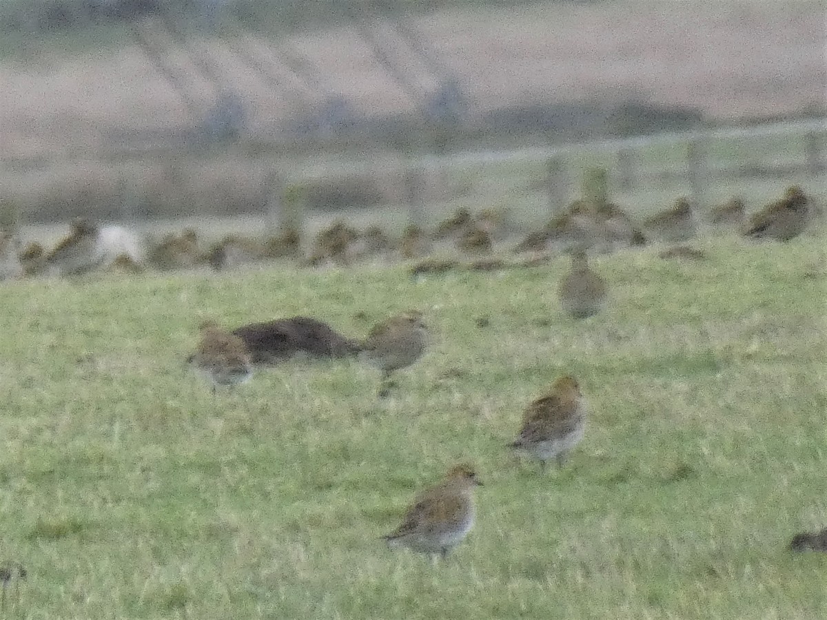 European Golden-Plover - ML392942131