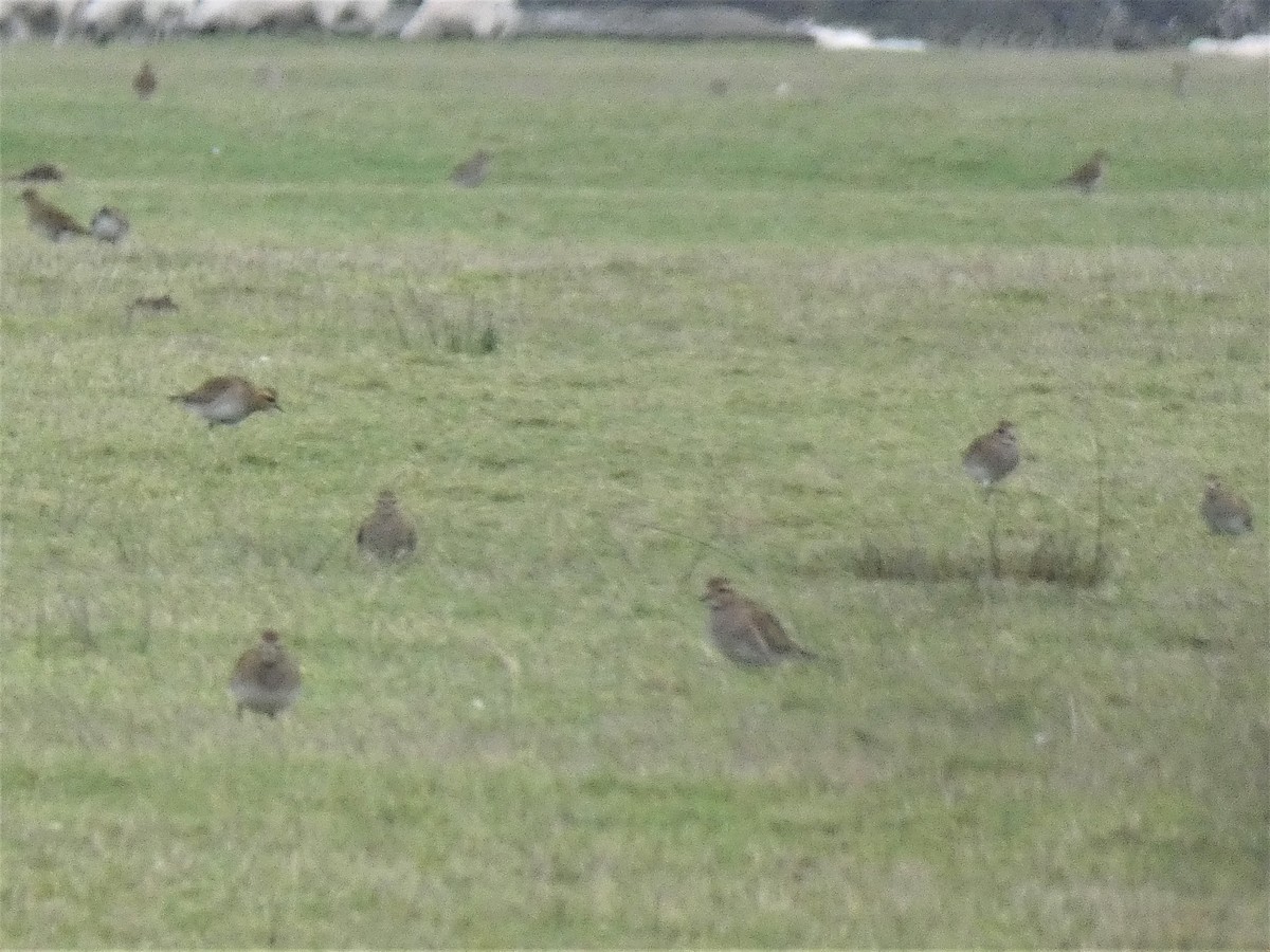 European Golden-Plover - ML392942151