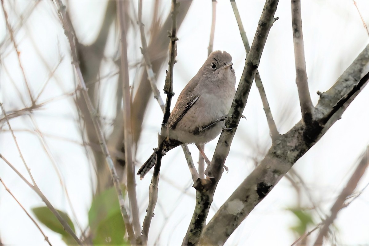 House Wren - ML392943921