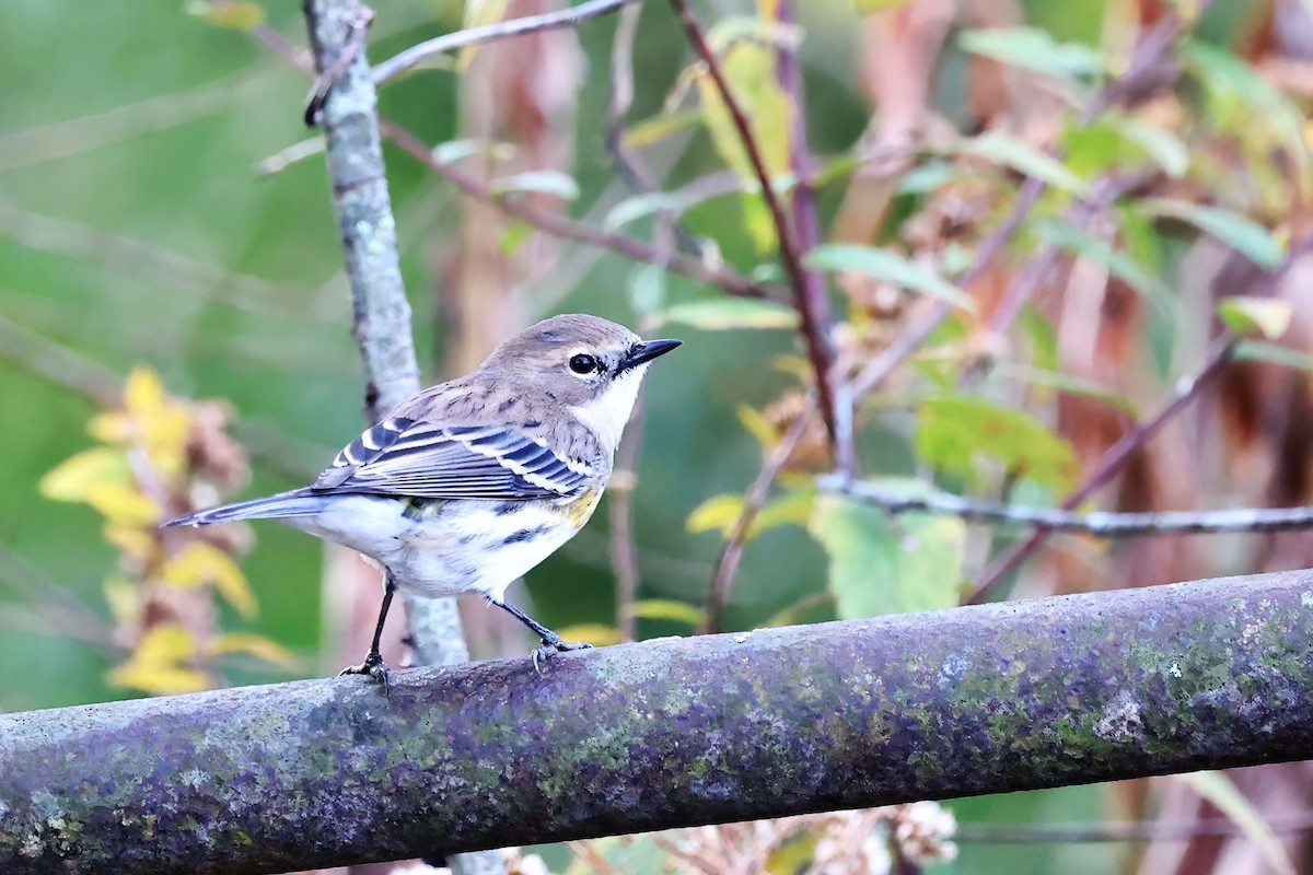 Yellow-rumped Warbler - ML392944061