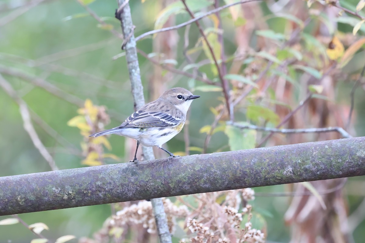 Yellow-rumped Warbler - ML392944181