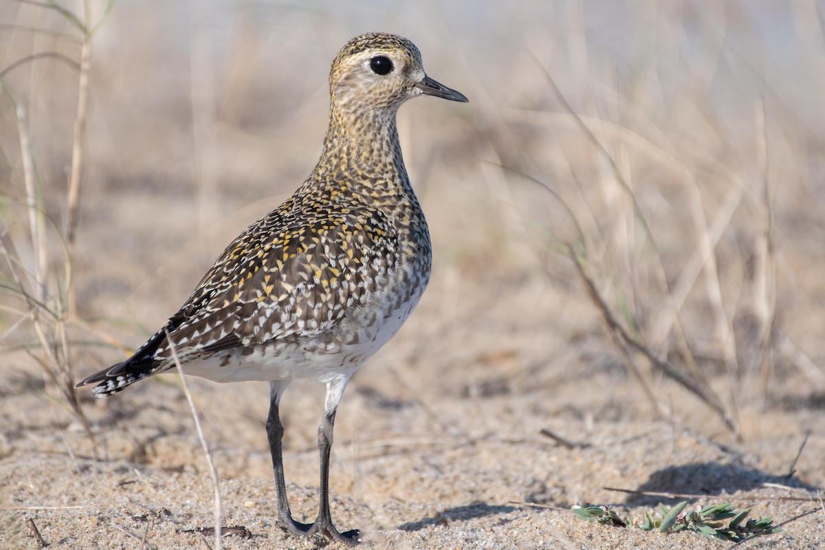 European Golden-Plover - ML392944301