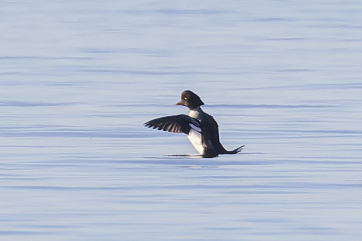 Barrow's Goldeneye - ML392946231