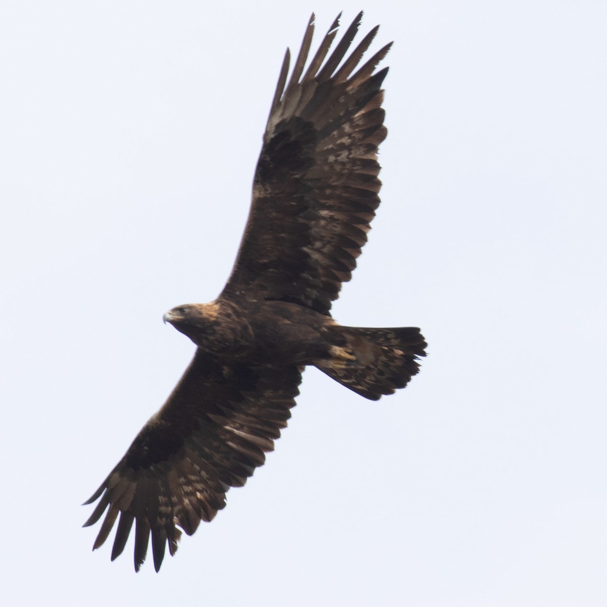 Golden Eagle - ML392946711