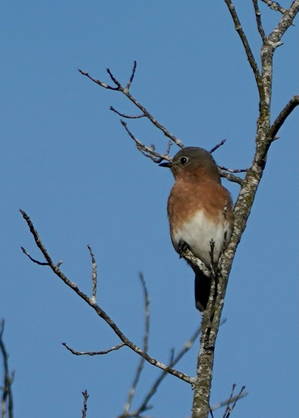 Eastern Bluebird - ML392947141