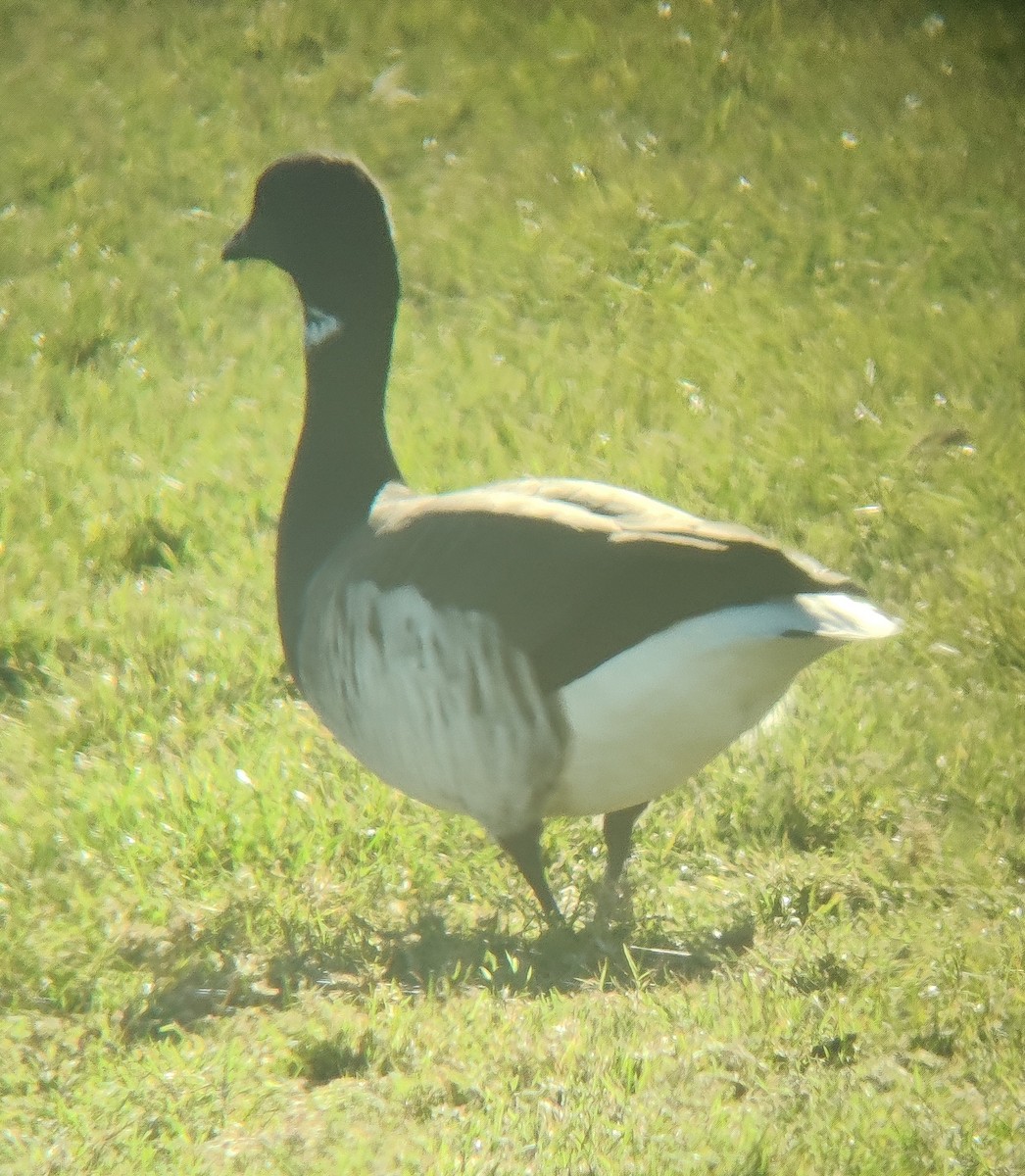 Brant - ML392949381