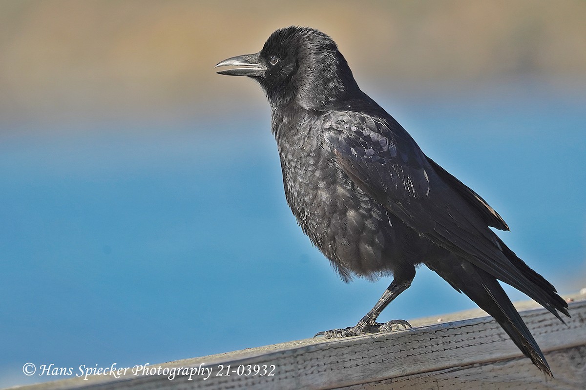 American Crow - ML392950471