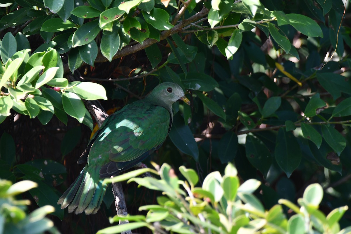 Black-chinned Fruit-Dove - ML392950791