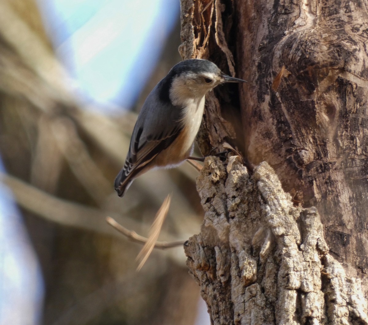White-breasted Nuthatch - ML392952491