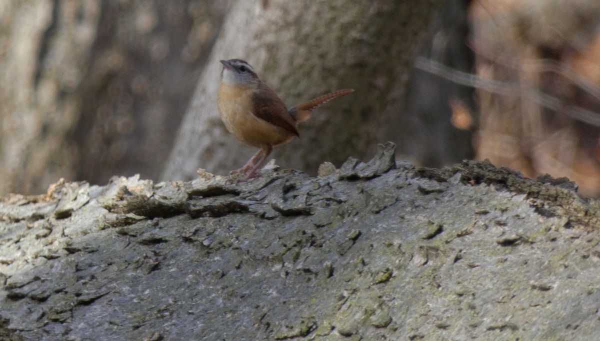Carolina Wren - ML392952571