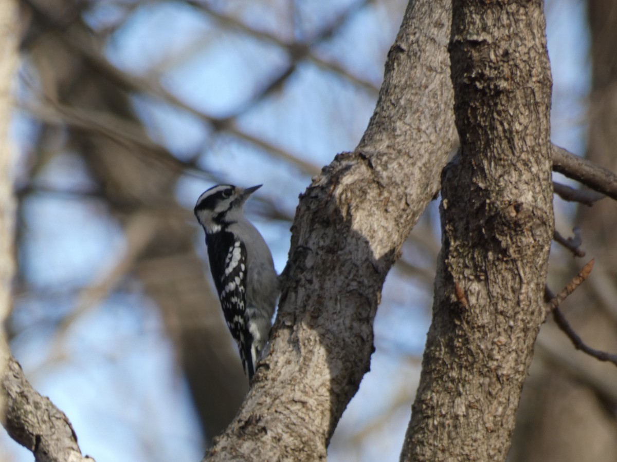 Downy Woodpecker - ML392952741