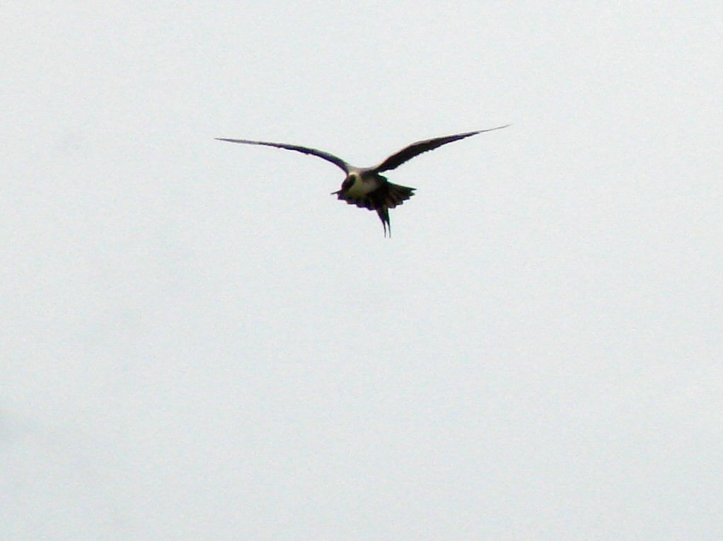 Long-tailed Jaeger - ML39295331