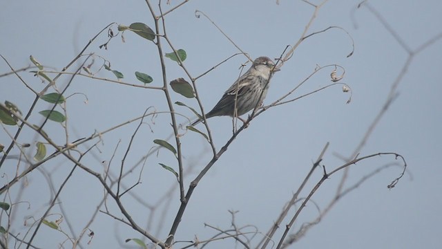 Spanish Sparrow - ML392953371