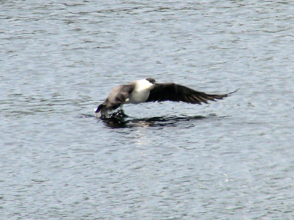 Long-tailed Jaeger - ML39295341