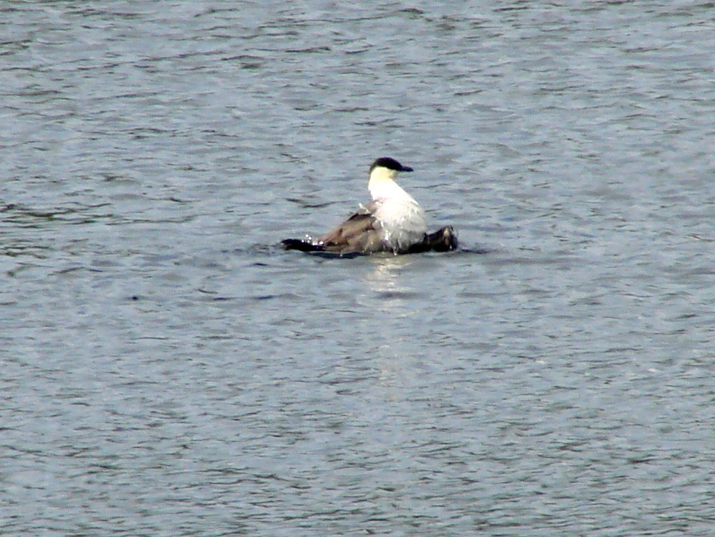 Long-tailed Jaeger - ML39295351