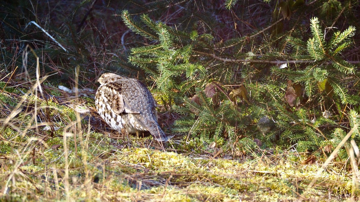 Ruffed Grouse - Philippe Lapointe
