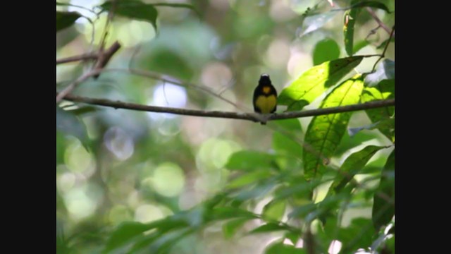 Manakin à front blanc - ML392953841