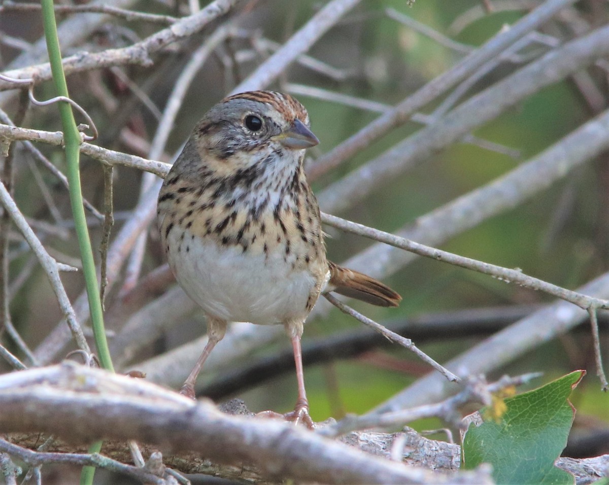 eBird Checklist - 2 Dec 2021 - Granger Lake--Wilson H. Fox Park - 12 ...