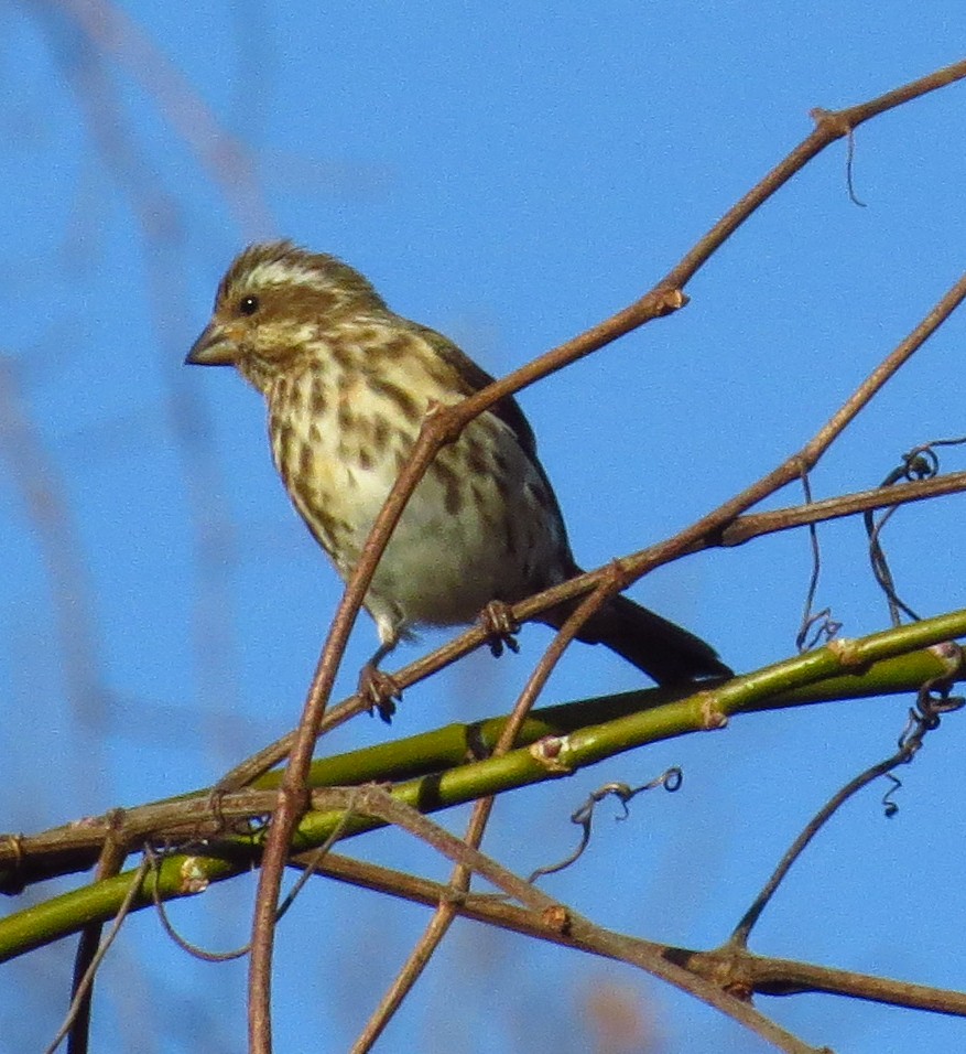 Purple Finch - ML392958641